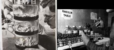 penicillin derived from herbs