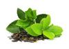Camellia Sinensis (Green tea)