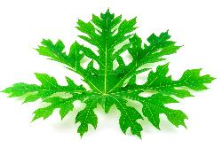 Carica Papaya (Papaya leaf extract)