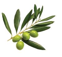 Organic Olive Leaf Extracts (20% Oleuropein)